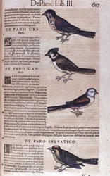 Passeriformes in Historia Animalium door Conrad Gesner (1516 - 1565), Tiguri
