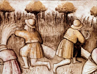 Boeren die tarwe maaien. Miniatuur uit codex 212 (of padovano codice of Bijbel van Padua) 1390-1400 Rovigo, Accademia dei Concordi
