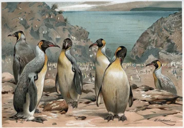 Pinguïns - in 