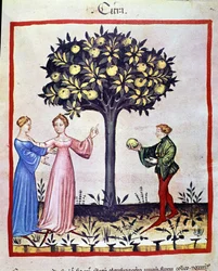 Plukken van cedraat, vrucht van de cedraatboom. Verlichting uit de melk van geneeskunde en diëtetiek 