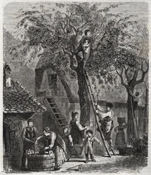 Kersen plukken - gravure van 1860