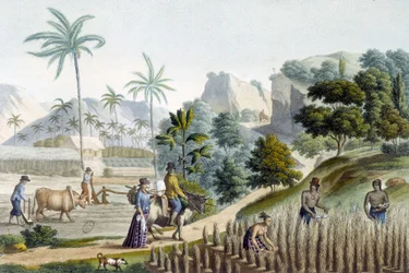Rijst pellen en planten op het eiland Guam (Micronesië)