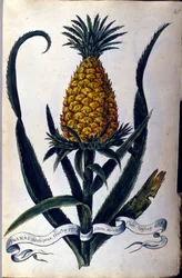 Ananas. Botanische plaat uit de 19e eeuw.