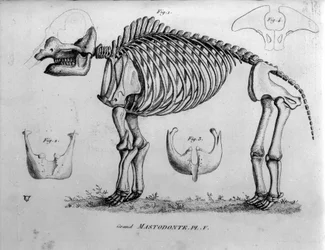 Prehistorie: skelet van Mastodont, fossiele zoogdieren (Mas gigantium). Paleontologie bord van de 19e eeuw