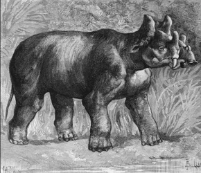 Prehistorie: afbeelding van een mirabile dinoceras, een uitgestorven soort neushoorn. Gravure uit het einde van de 19e eeuw