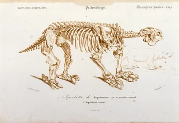 Prehistorie: skelet van megatherium (aardluiaard van de olifantenfamilie) fossiele zoogdieren. Plaat van paleontologie uit 