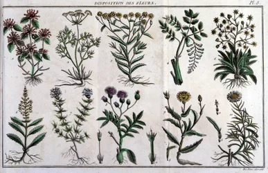 Voorraden van bloemen: in 