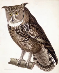 Roofvogel: Afrikaanse uil. 19e-eeuwse gravure