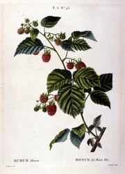 Framboos en fruit: 19e-eeuwse botanische plaat.