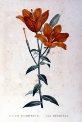 Rode bolvormige lelie. Gravure 19e eeuw