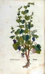 Rode wijnstok. 19e-eeuws herbarium