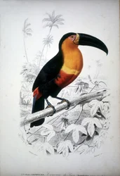 Voorstelling van een toekan, vogel uit Zuid-Amerika. 19e-eeuwse gravure.