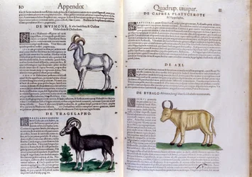Voorstelling van schapen, buffels... - in Historia Animalium door Conrad Gesner (1516 - 1565), Tiguri