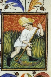 Voorstelling van de maand juni. Een boer die groen tarwe maait. Miniatuur van een 14e eeuws manuscript