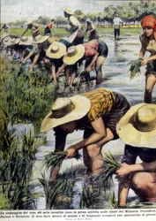 Rijst herplanten in de omgeving van Milaan in 1954