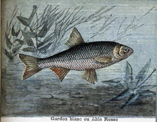 Roach wit of able rosse