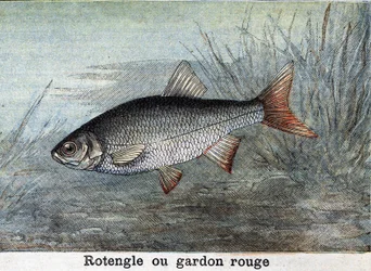 Rotengle of rode voorn Gravure uit 1898