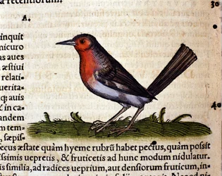 Rood naar de Historia Animalium van Conrad Gesner, Zürich 1560. Biblioteca Nazionale Braidense, Milaan
