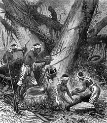 Rubberoogst in Maleisië Bos (gravure