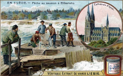 Zalmvissen in Elfkarleby, Zweden. Chromolithografie, Liebig afbeelding