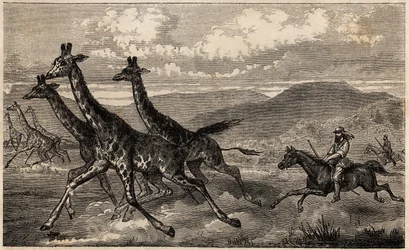 Samuel W. Baker op giraffenjacht in Centraal-Afrika in de regio van de Boven-Nijl