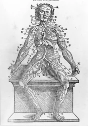 Sectie van een menselijk lichaam uit W. H. Ryff Anatomische beschrijving van alle delen van het menselijk lichaam gedrukt in Parijs in 1545