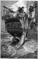 Haaienvissen. 19e-eeuwse gravure. Privécollectie.