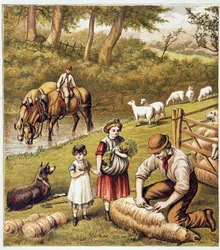 Schapen scheren - chromolithografie