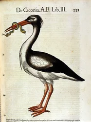 Ooievaar na de Historia Animalium door Conrad Gesner, Tiguri 1560. Biblioteca nazionale Braidense. Milaan