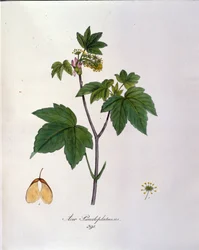 Esdoorn tak. Botanische plaat uit een herbarium uit het begin van de 19e eeuw