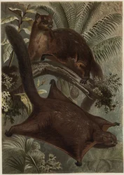 Taguan (vliegende eekhoorn) (familie Sciuridae) - gravure uit 