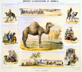 De kameel: gebruikt voor transport: melk: vlees: stof. Handgekleurde lithografie door Waterhouse Hawkins, maker van de prehistorische dieren voor de Crystal Palace tentoonstelling van 1851. Uit Grafische Illustraties van Dieren en Hun Nut voor de Mens