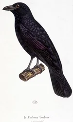 De Corbine Raaf - natuurhistorische plaat