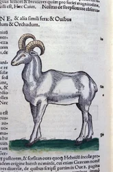 De steenbok in Historia Animalium door Conrad Gesner (1516 - 1565), Tiguri