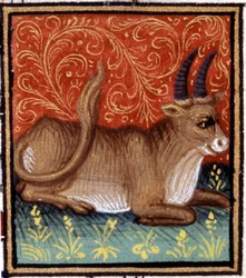 De Stier. Miniatuur van een horoscoop. 15e-eeuws manuscript. Bibl. Trivulziana, Milaan