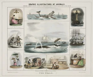 De walvis, ca 1845