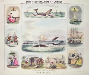 De walvis, uit Grafische illustraties van dieren, ontworpen en gegraveerd door W. Hawkins, uitgegeven door Thomas Varty (gravure)