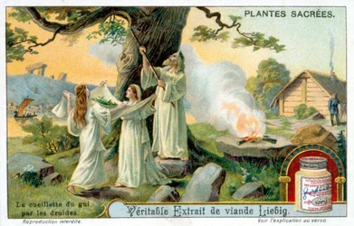 Het verzamelen van maretak door de druïden - Liébig reclame-etiket. Chromolithografie 19e eeuw