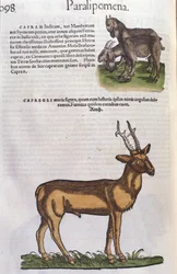 Het hert in Historia Animalium door Conrad Gesner (1516 - 1565), Tiguri