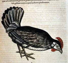 De huishoen na Historiae animalium door Konrad Gesner, Tiguri