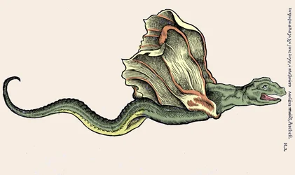 De vliegende draak Amphiptere (gravure in Historia Animalium door Conrad Gesner, Tiguri)