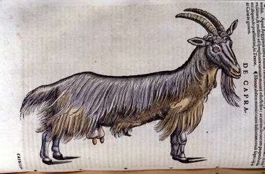 De geit na Historiae animalium door Konrad Gesner, Tiguri
