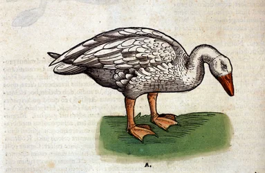 De gans naar de Historia Animalium van Conrad Gesner, Tiguri 1560. Biblioteca Nazionale Braidense, Milaan