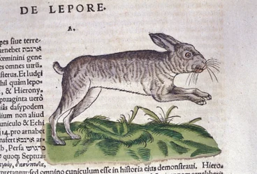 De haas naar de Historia Animalium van Conrad Gessner, Tiguri 1560. Biblioteca nazionale Braidense. Milaan