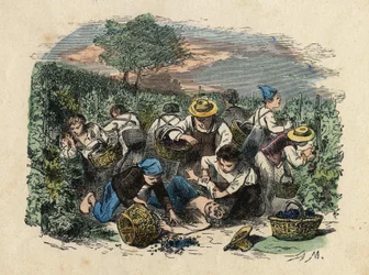 De oogst. 19e-eeuwse illustratie. Bianchetti Collectie