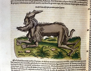 De manticore uit de Historia Animalium door Conrad Gesner, Tiguri 1560. Biblioteca nazionale Braidense, Milaan