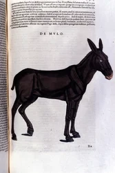 De harder uit Historiae animalium door Konrad Gesner, Tiguri