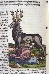 De rendierhandel na Historiae animalium van Konrad Gesner, Tiguri