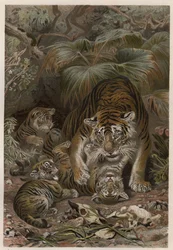 Tijger (Panthera tigris) met welpen - gravure uit 