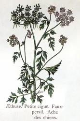Giftige botanische planten: Aethusa, Kleine Hail, valse peterselie en hondspeterselie. Gravure in The natural medication, door Friedrich Eduard Bilz